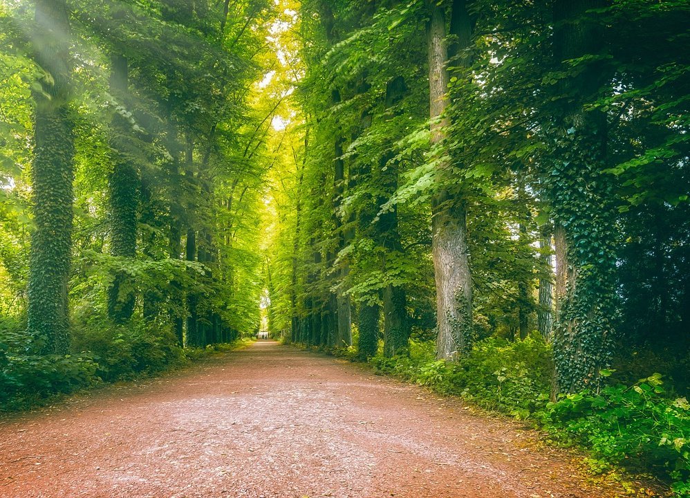 Auf Bodenhöhe fotografierter Waldweg an einem Sonnentag